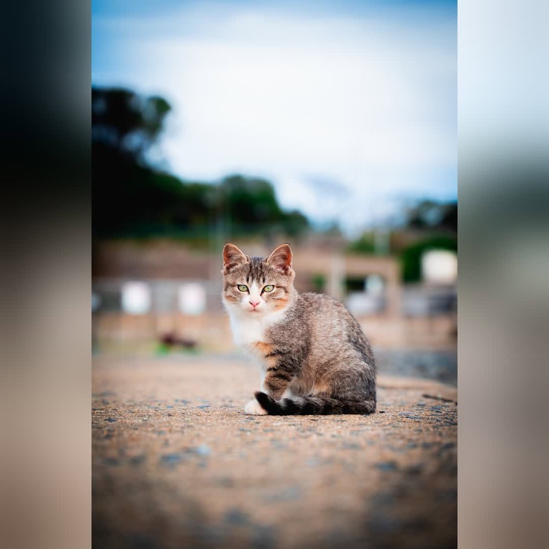 Post 2 by NatureCatPhotos｜世界の野良猫 on Instagram (carousel)