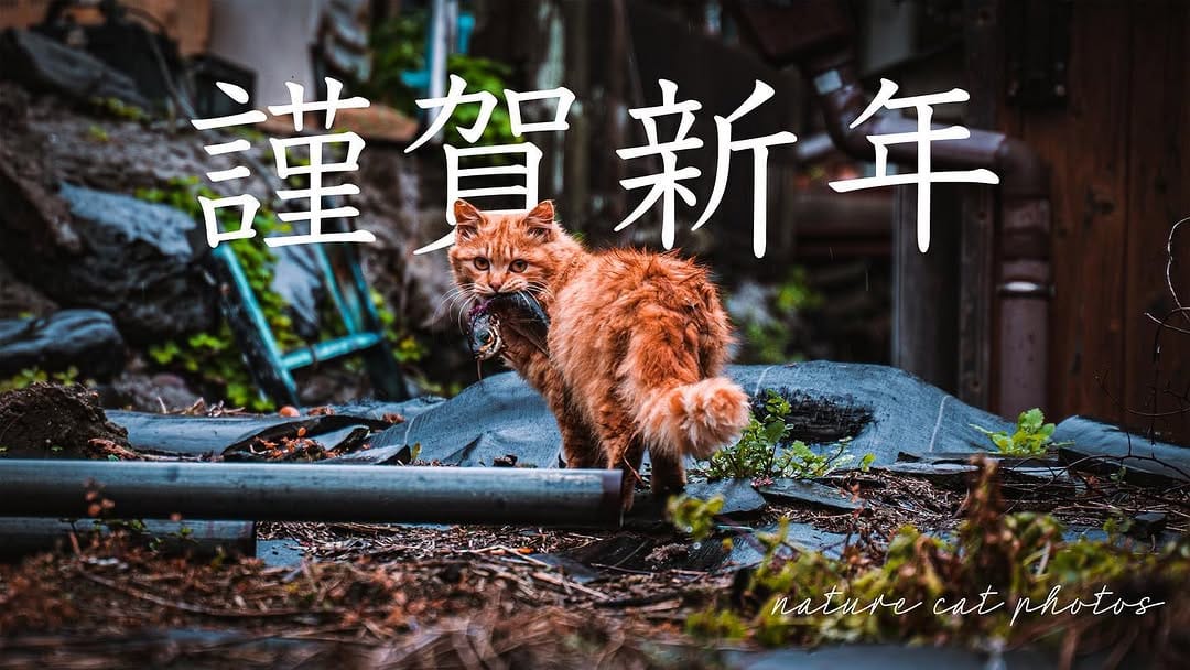 Post 9 by NatureCatPhotos｜世界の野良猫 on Instagram (carousel)