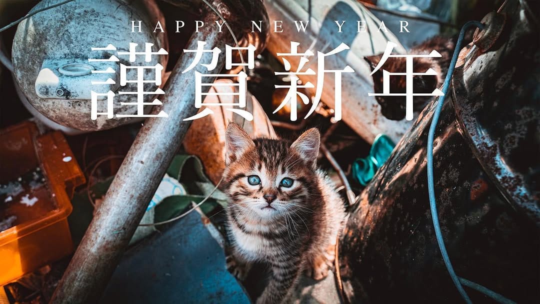 Post 8 by NatureCatPhotos｜世界の野良猫 on Instagram (image)