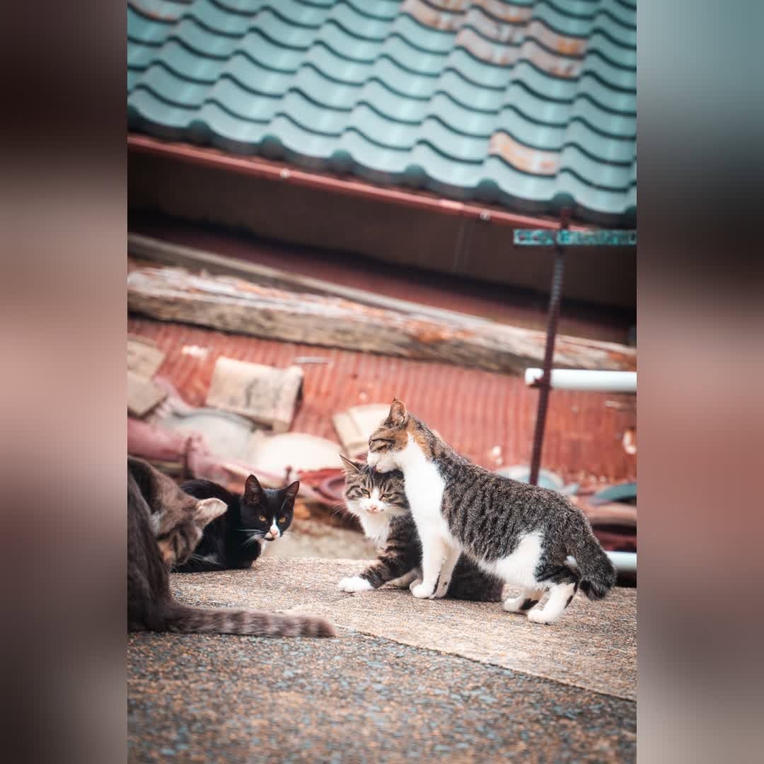 Post 5 by NatureCatPhotos｜世界の野良猫 on Instagram (carousel)