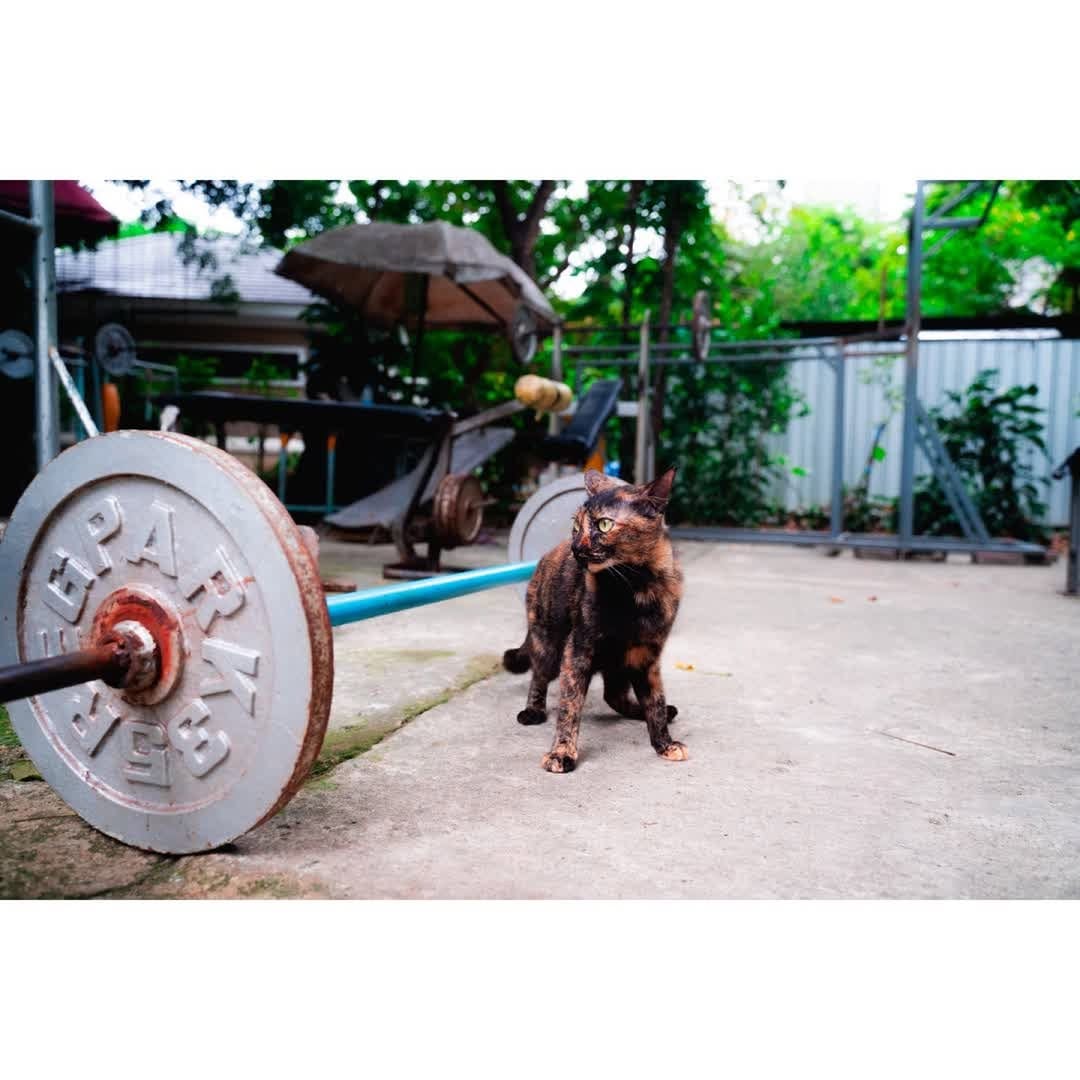 Post 6 by NatureCatPhotos｜世界の野良猫 on Instagram (carousel)