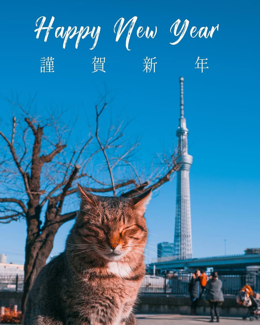 Post 10 by NatureCatPhotos｜世界の野良猫 on Instagram (image)