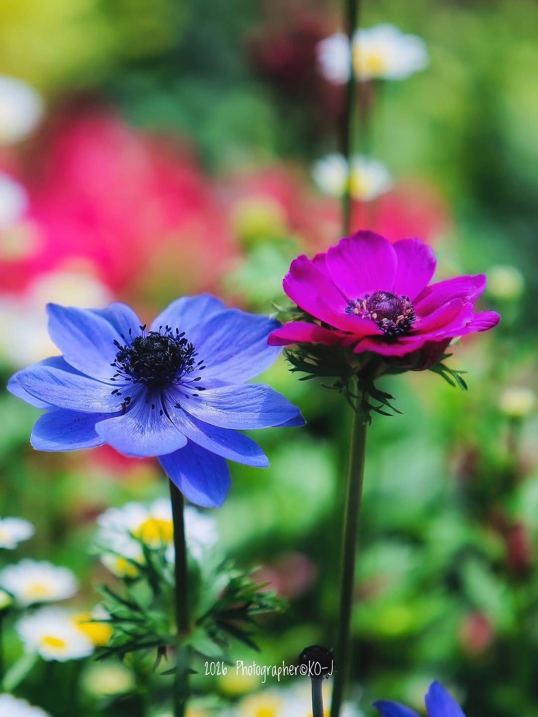 Post 5 by KO-J on Instagram (image)