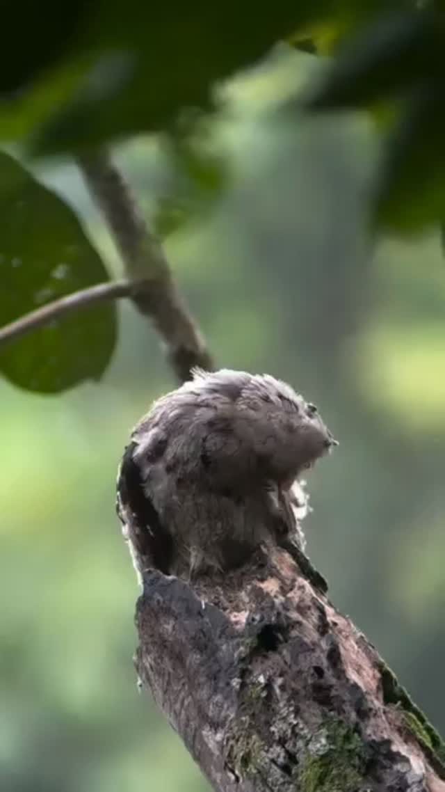 Post 6 by Nito - Surcos Tours on Instagram (video)