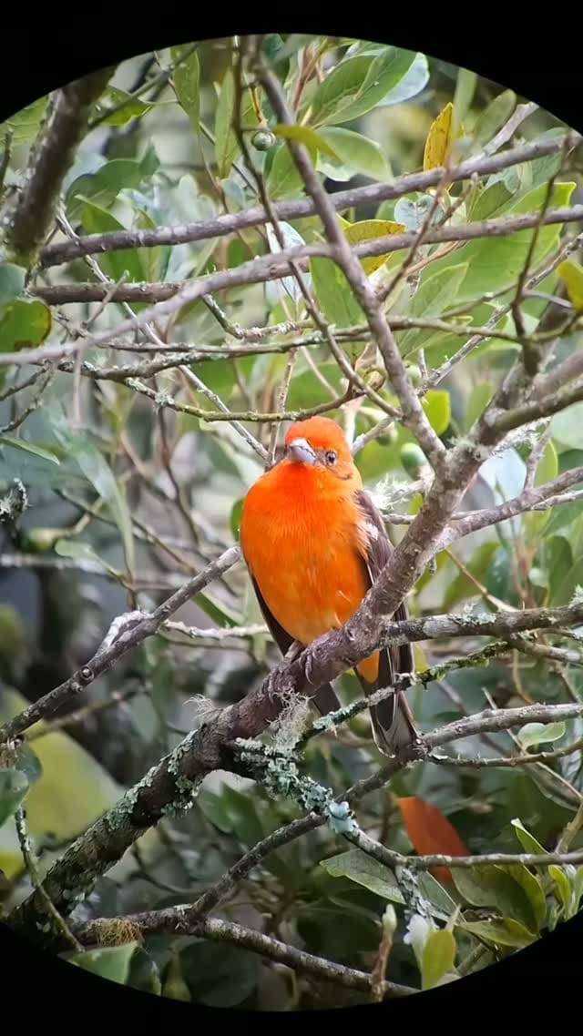 Post 4 by Nito - Surcos Tours on Instagram (video)