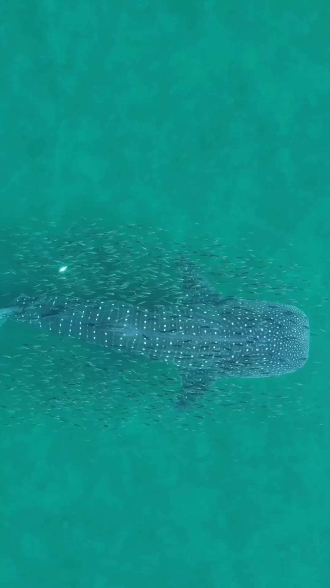 Post 7 by Ian Wilson I La Paz Mexico Realtor on Instagram (video)
