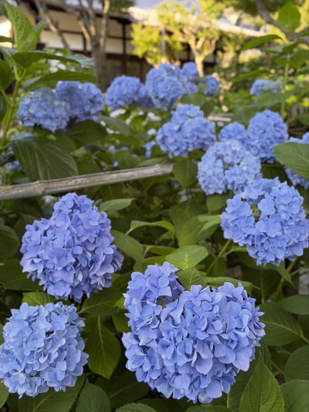 Post 8 by Yoshio Hatano on Instagram (image)