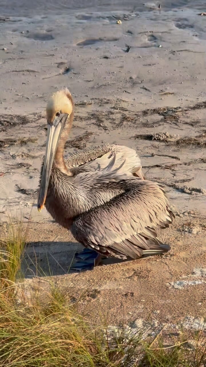 Post 5 by Shoreline Rentals & Management on Instagram (video)