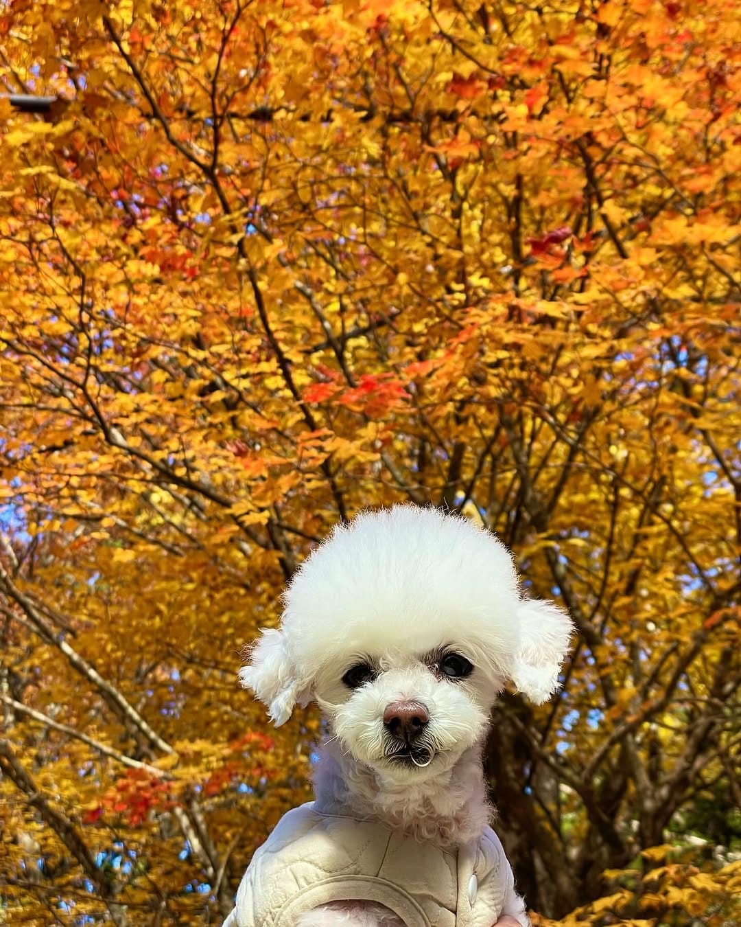 Post 3 by tomo. on Instagram (image)