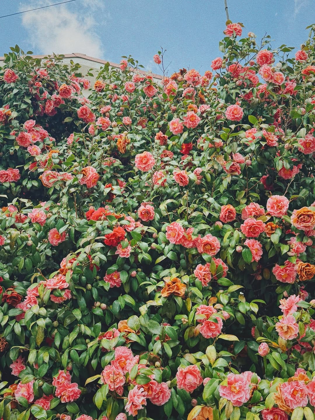 Post 3 by chihiro ishino / 石野 千尋 on Instagram (carousel)