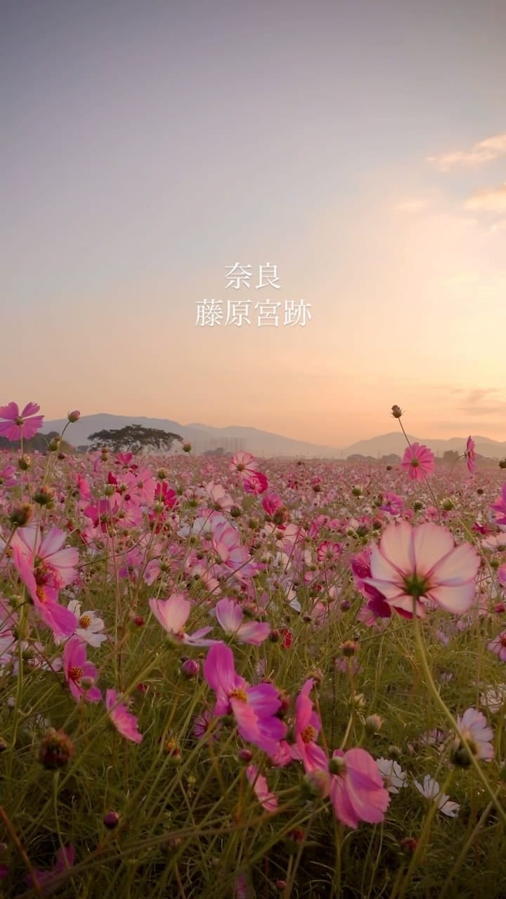 Post 6 by ふくりゅう【Fukuryu】| Photographer on Instagram (video)