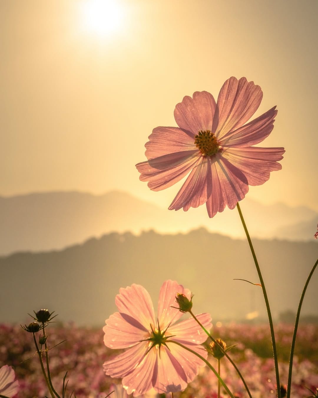 Post 3 by ふくりゅう【Fukuryu】| Photographer on Instagram (image)