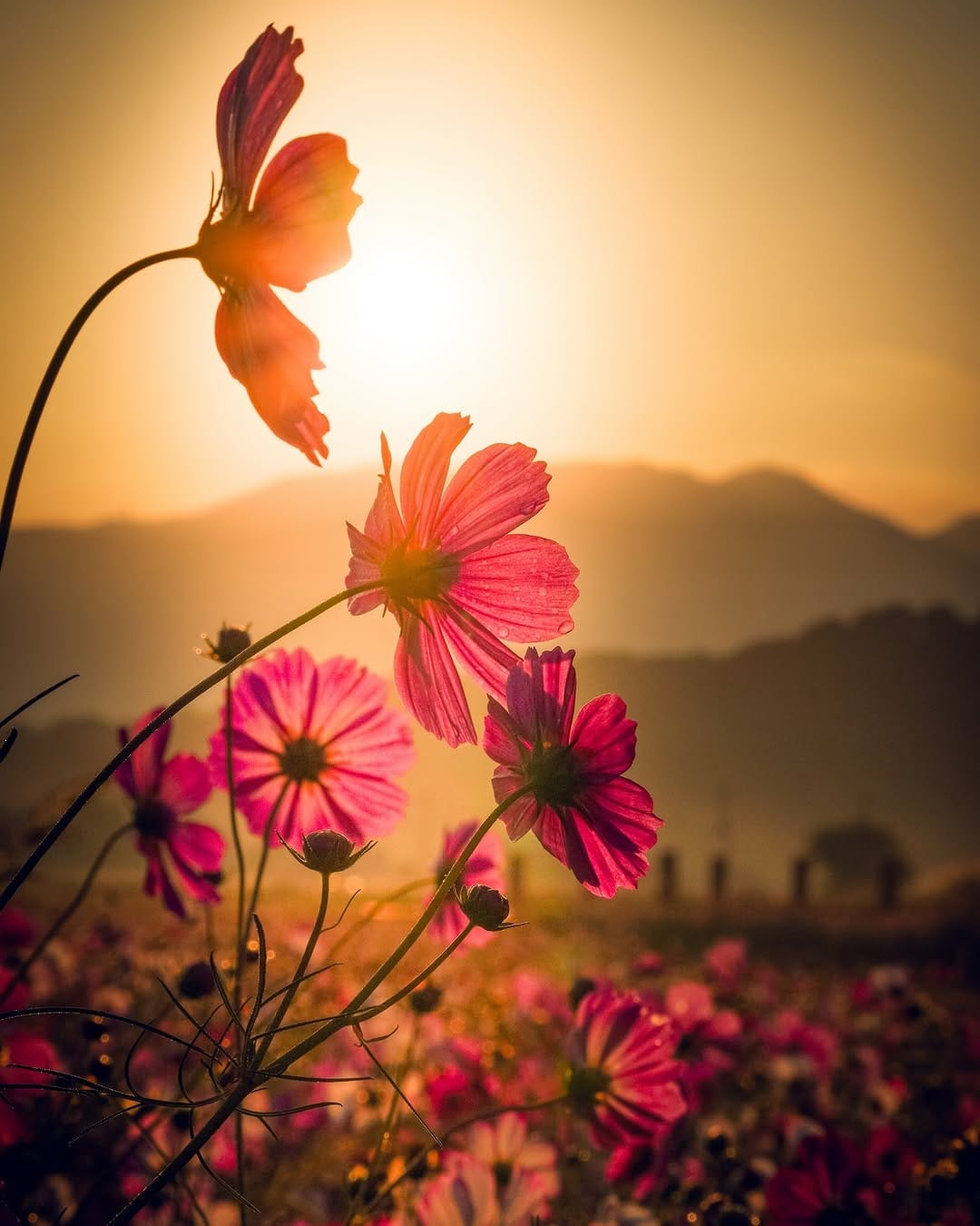 Post 4 by ふくりゅう【Fukuryu】| Photographer on Instagram (image)