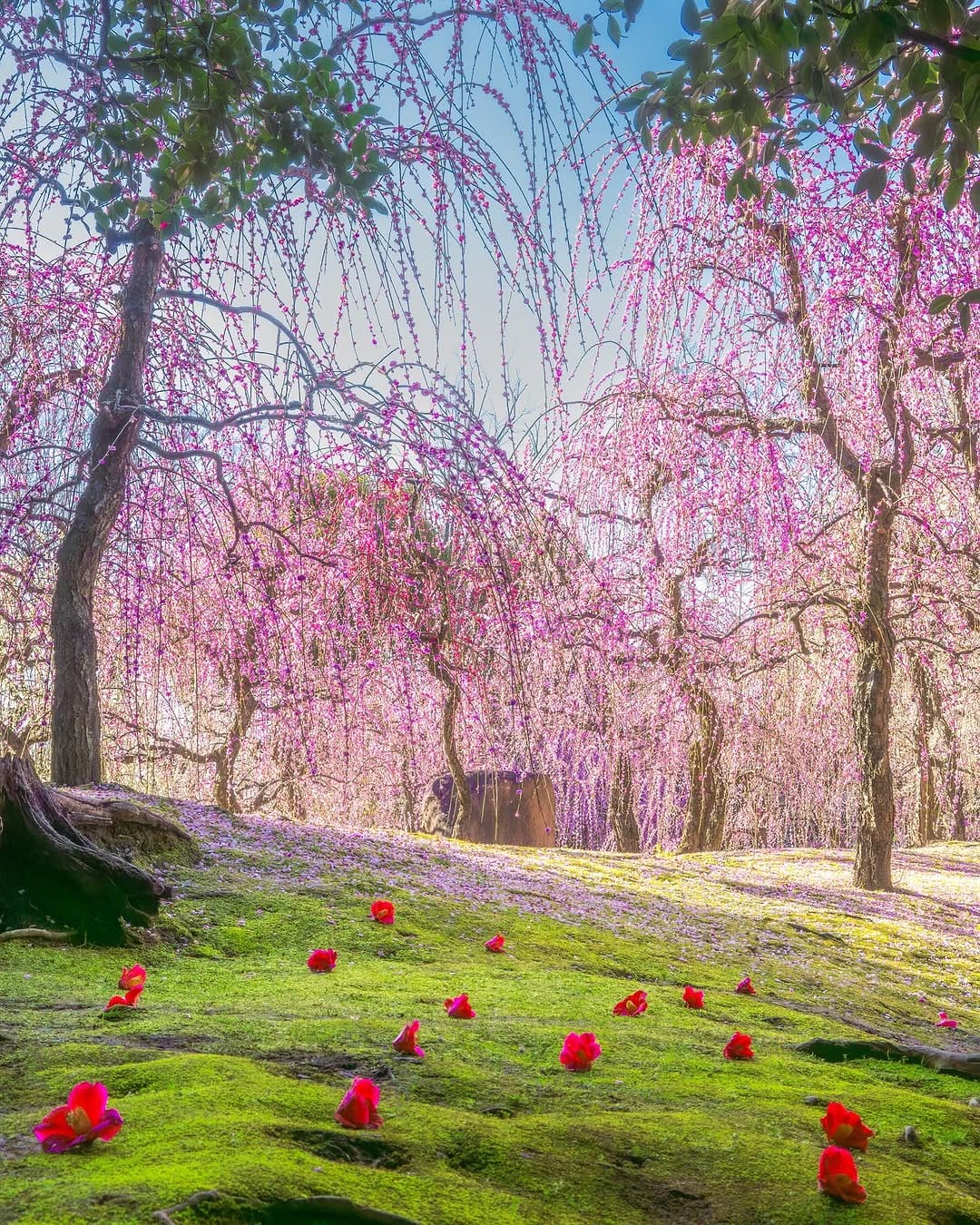 Post 2 by ふくりゅう【Fukuryu】| Photographer on Instagram (image)