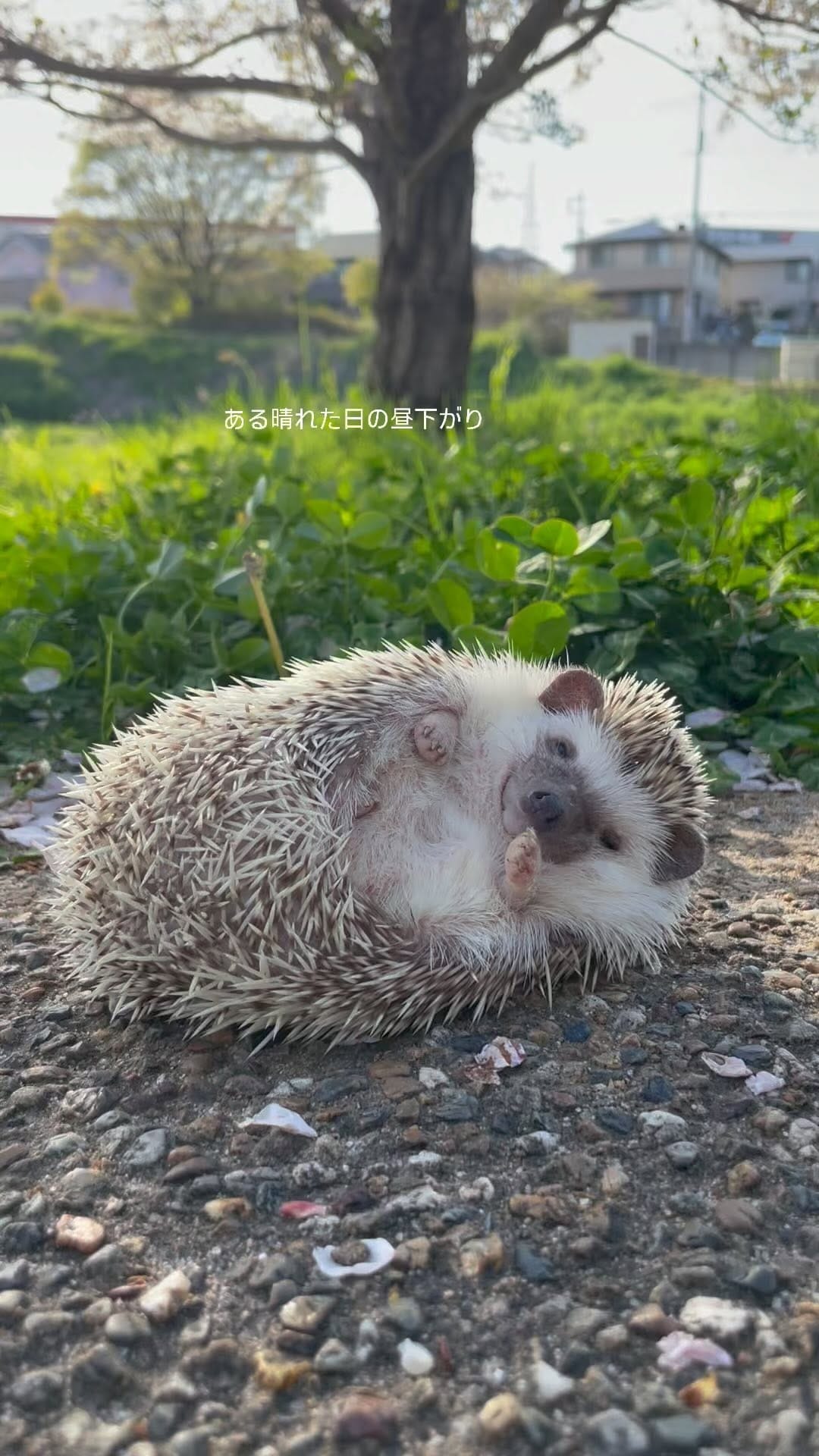 Post 9 by kana okada on Instagram (video)