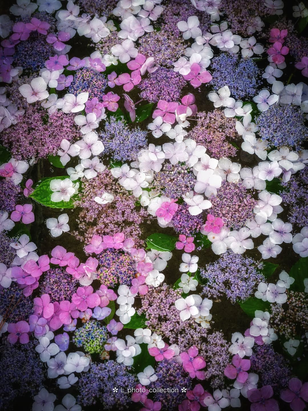 Post 1 by 𝐚𝐬𝐚 🌱 on Instagram (image)