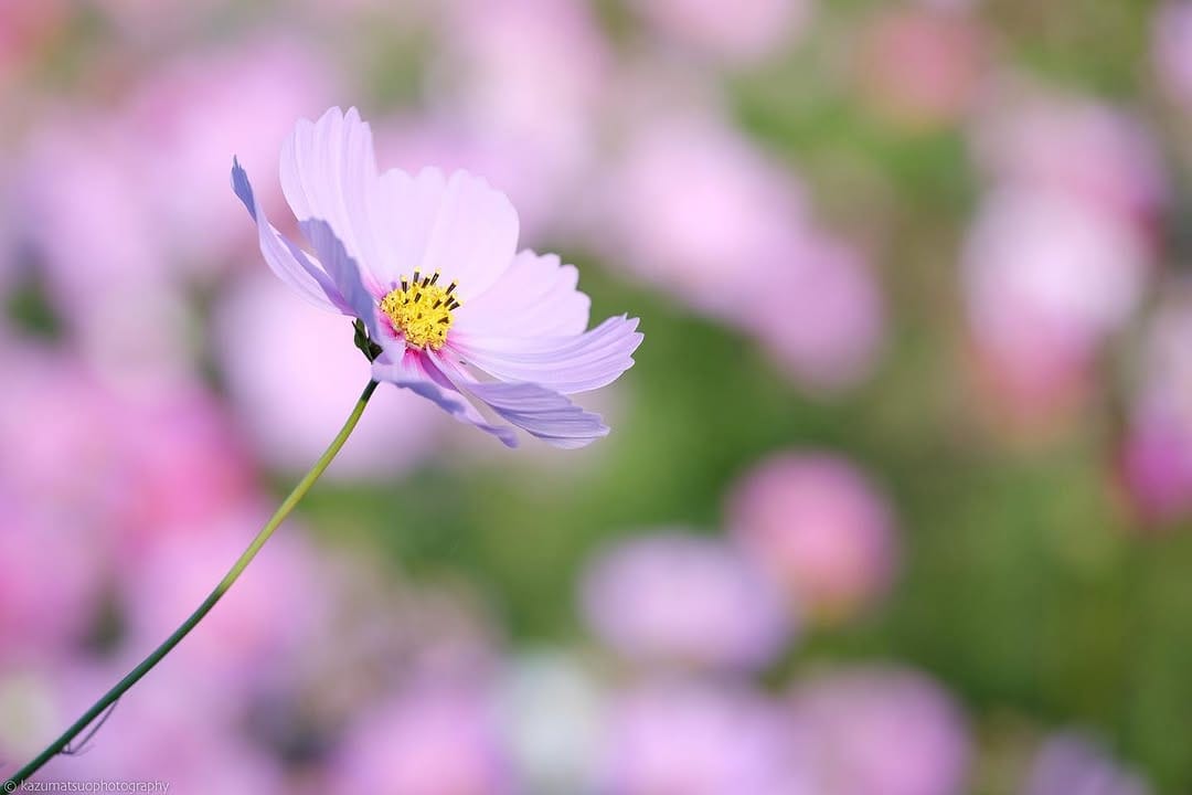 Post 10 by Kazu Matsuo on Instagram (image)
