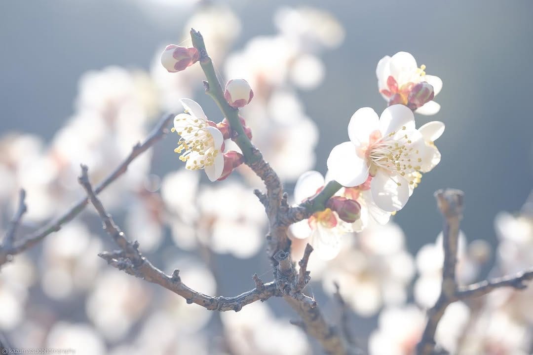 Post 8 by Kazu Matsuo on Instagram (image)