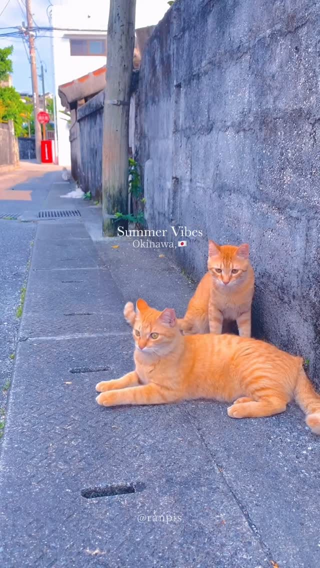 Post 8 by らんぴす on Instagram (video)