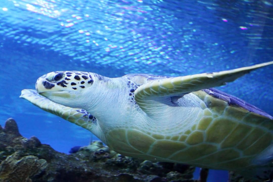 Post 2 by Villa Sha Cancun on Instagram (image)