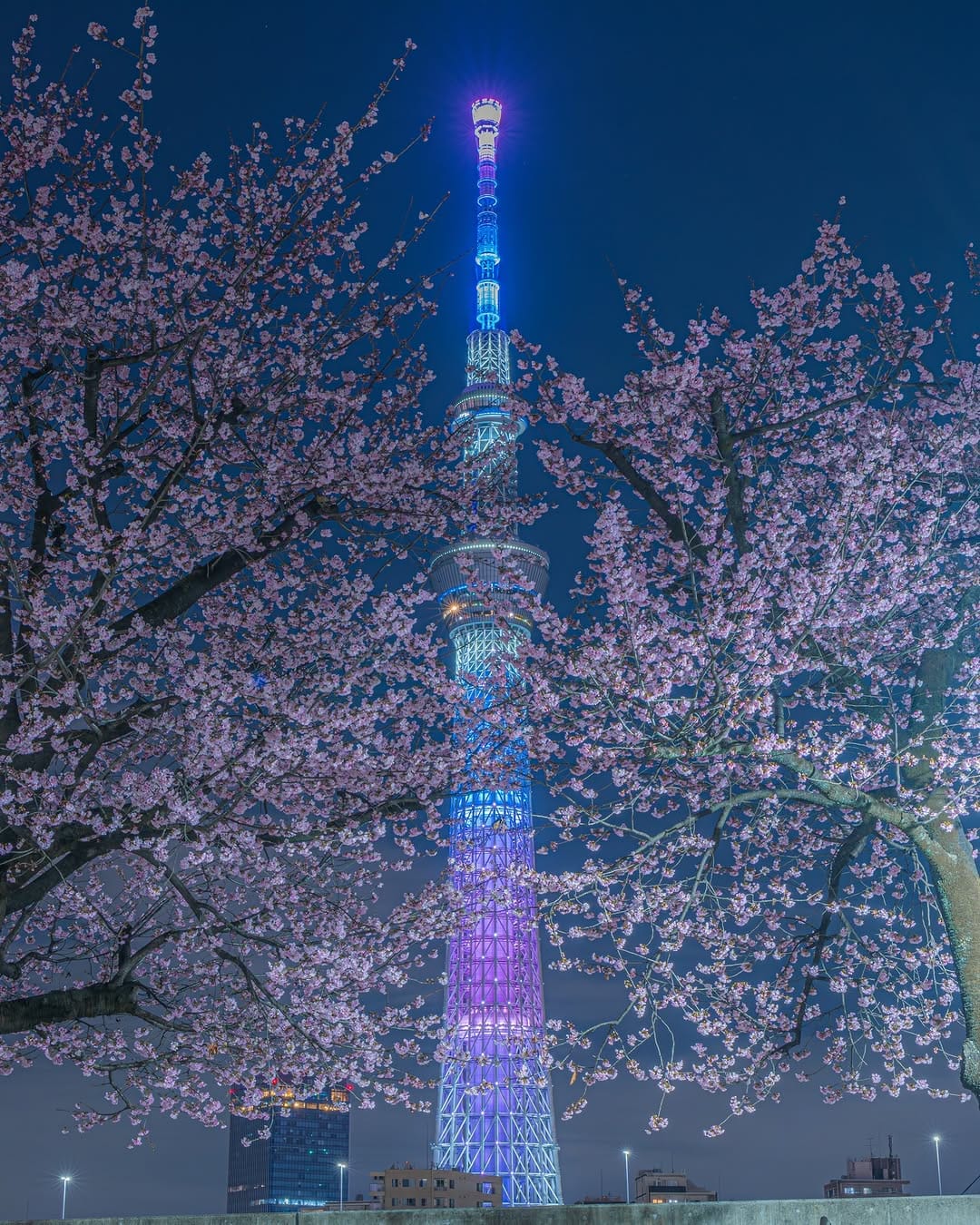 Post 10 by Soy/ソイ on Instagram (image)