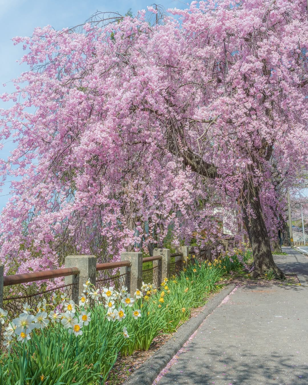 Post 5 by Soy/ソイ on Instagram (image)