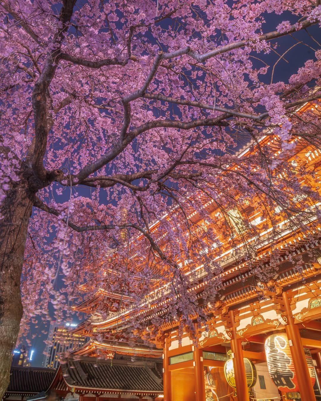 Post 6 by Soy/ソイ on Instagram (carousel)