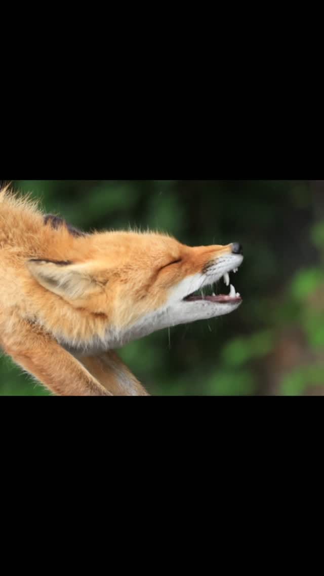Post 2 by Paul Whitton wildlife photographer on Instagram (video)