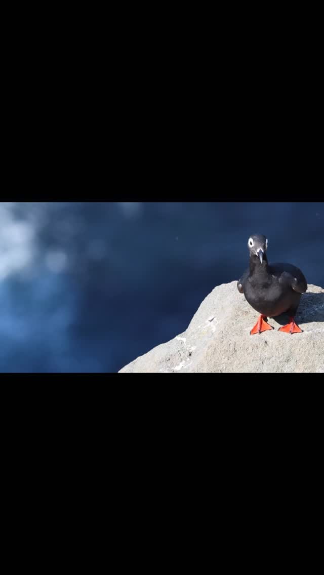 Post 3 by Paul Whitton wildlife photographer on Instagram (video)