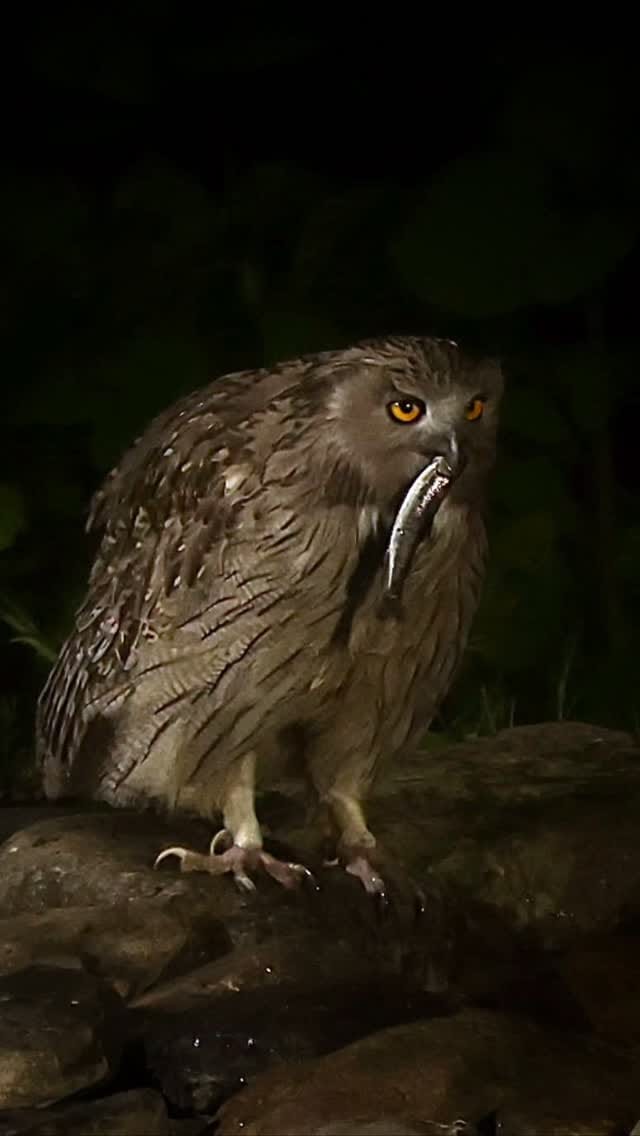 Post 7 by Paul Whitton wildlife photographer on Instagram (video)