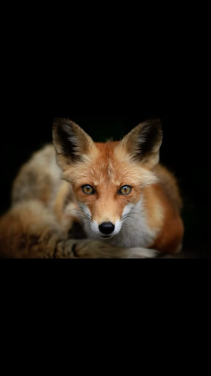 Post 4 by Paul Whitton wildlife photographer on Instagram (video)
