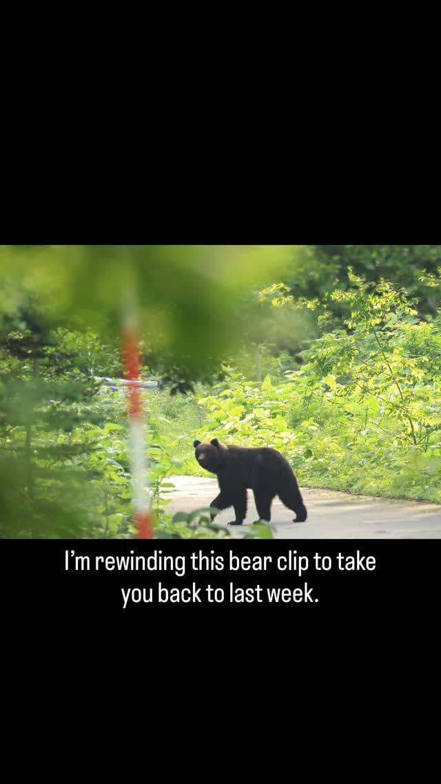 Post 6 by Paul Whitton wildlife photographer on Instagram (video)