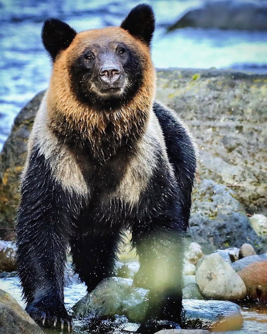 Post 8 by Paul Whitton wildlife photographer on Instagram (image)