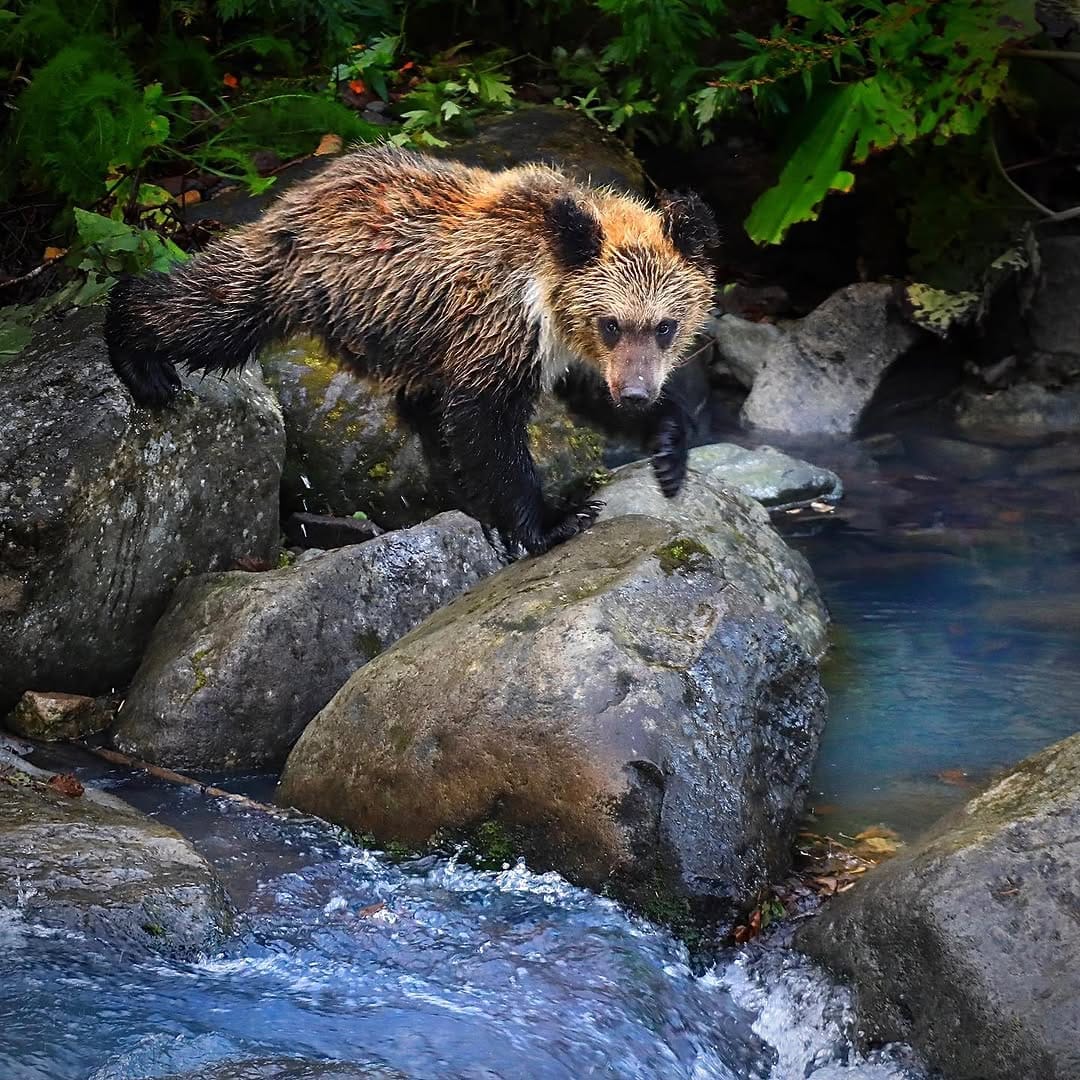 Post 10 by Paul Whitton wildlife photographer on Instagram (image)