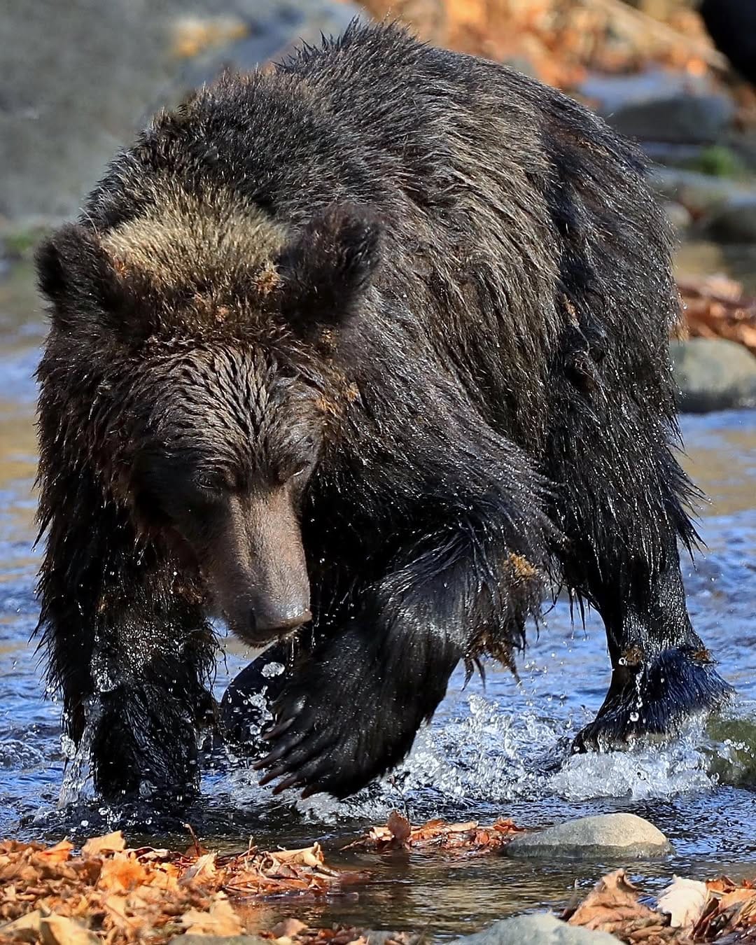Post 9 by Paul Whitton wildlife photographer on Instagram (image)