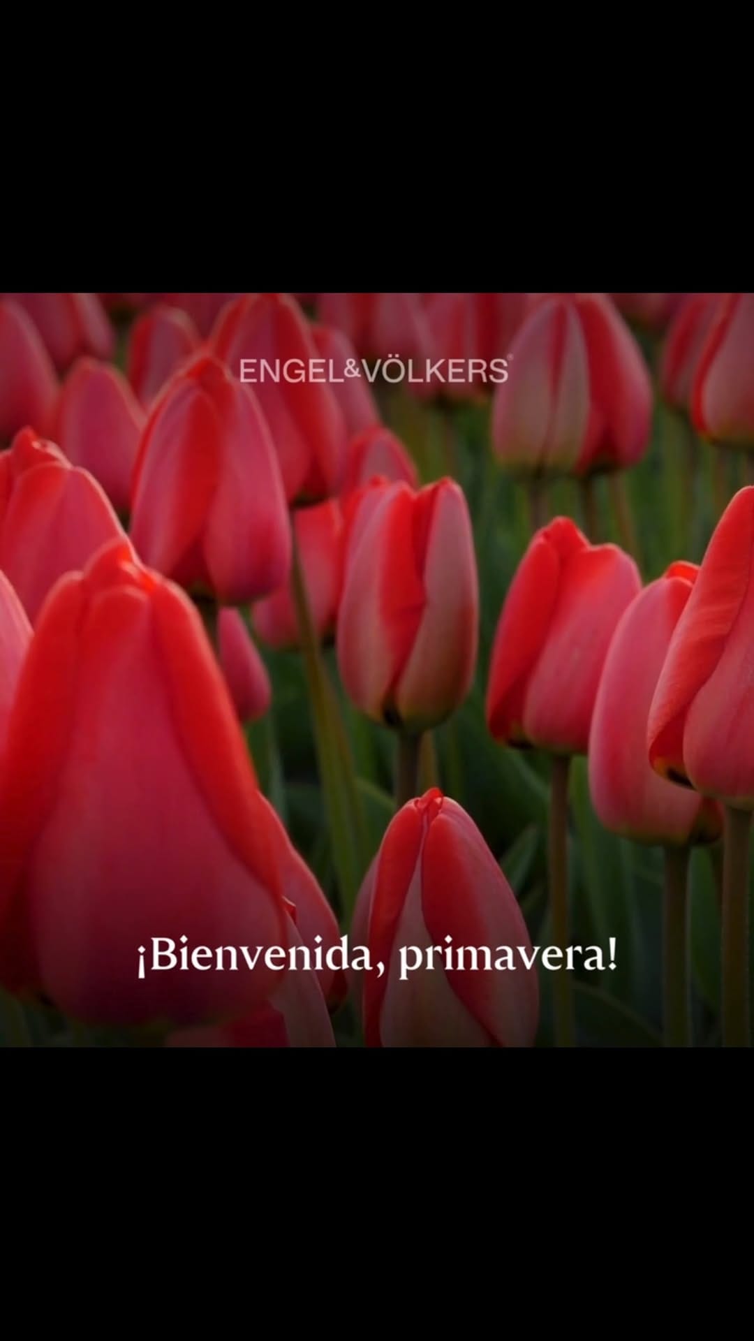 Post 4 by More Mendez | Engel & Völkers Mexico City on Instagram (video)