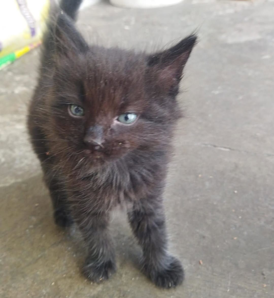 Post 9 by Adopción Pelos y Amor on Instagram (carousel)