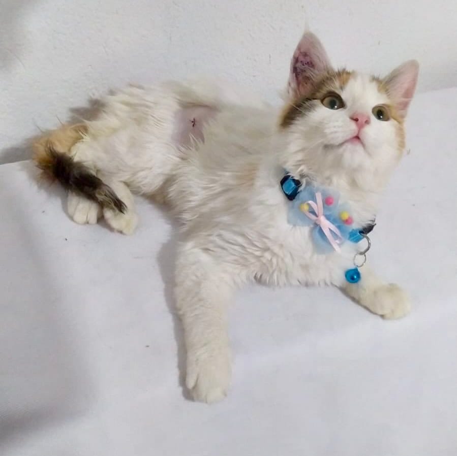 Post 3 by Adopción Pelos y Amor on Instagram (carousel)