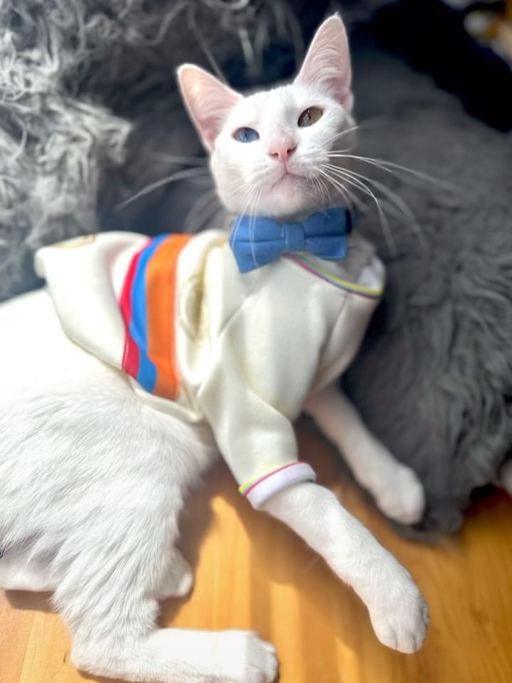 Post 2 by Adopción Pelos y Amor on Instagram (carousel)