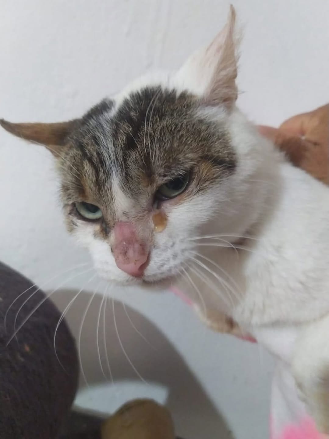 Post 5 by Adopción Pelos y Amor on Instagram (carousel)
