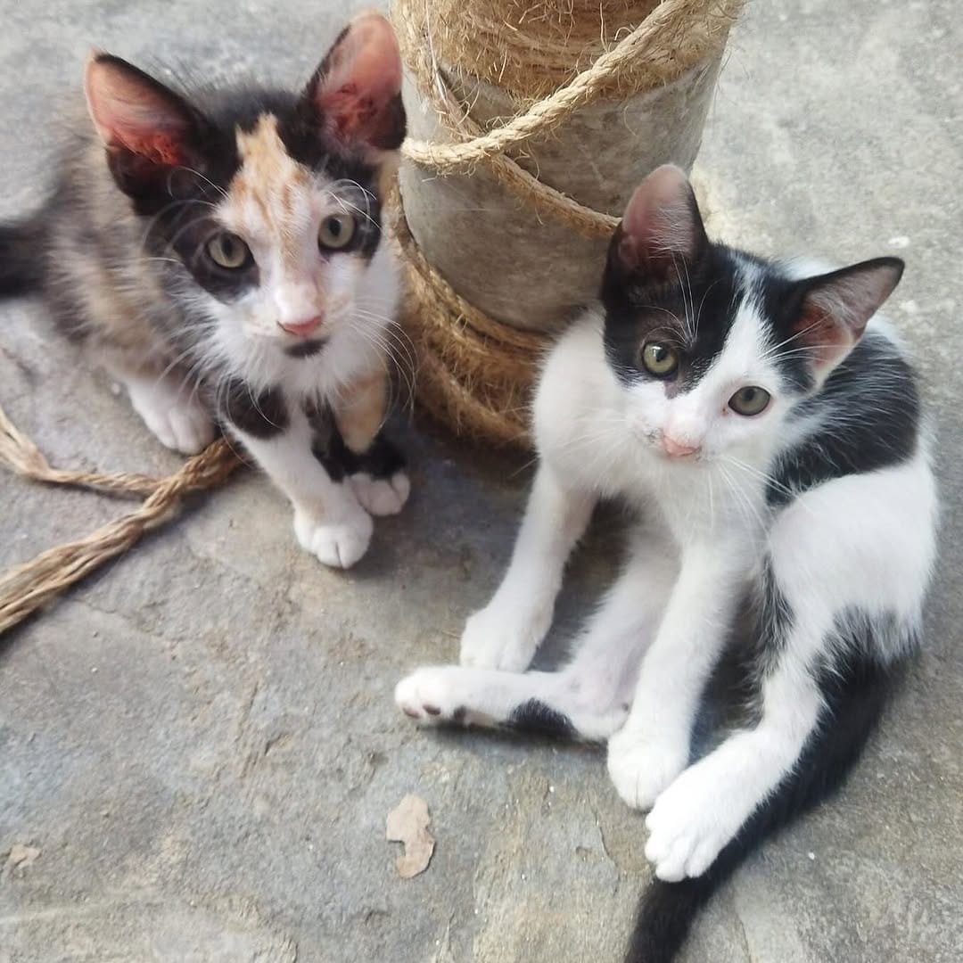 Post 4 by Adopción Pelos y Amor on Instagram (carousel)