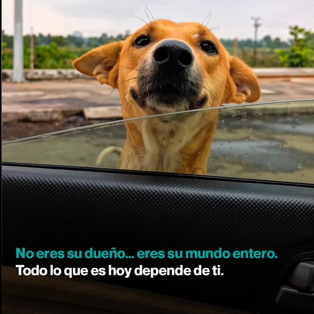 Post 6 by Adopción Pelos y Amor on Instagram (image)
