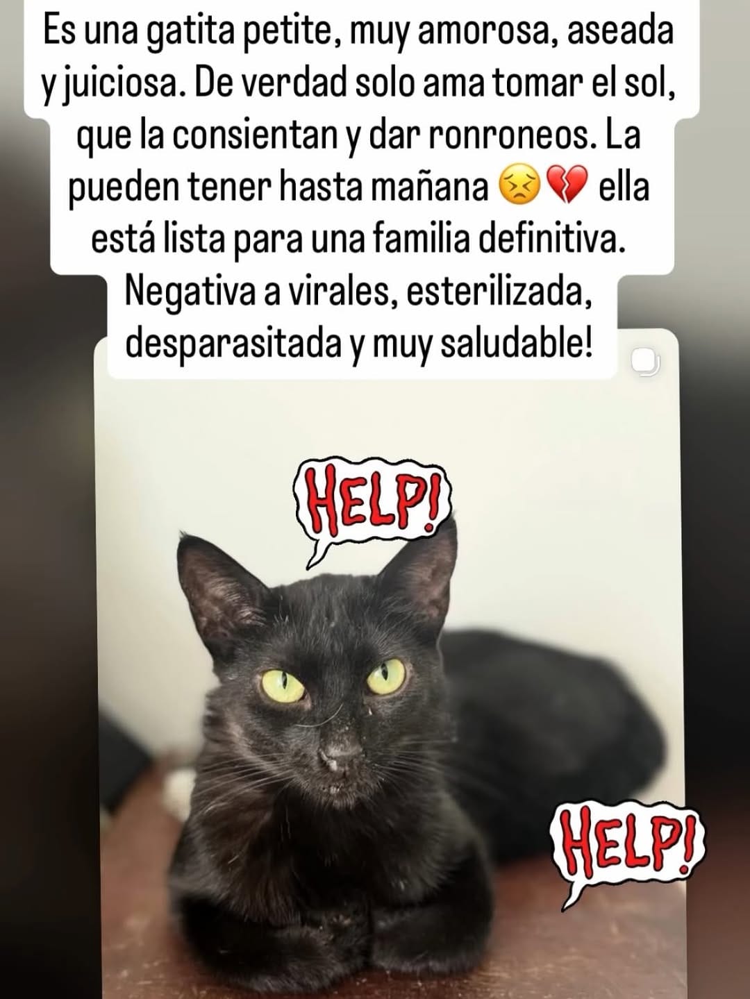 Post 7 by Adopción Pelos y Amor on Instagram (carousel)