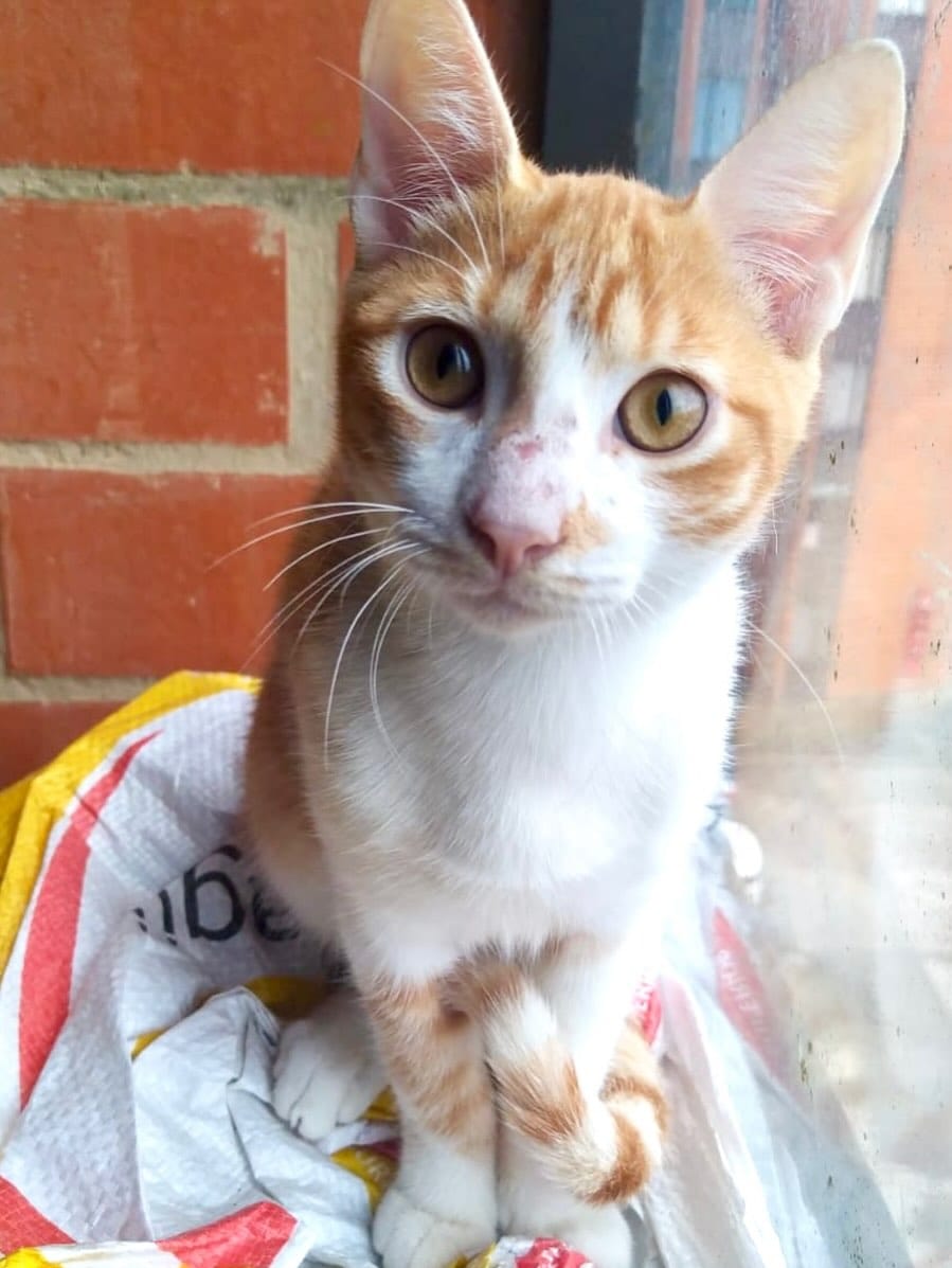 Post 8 by Adopción Pelos y Amor on Instagram (carousel)