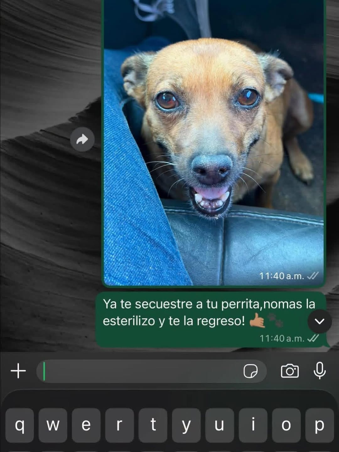 Post 1 by Adopción Pelos y Amor on Instagram (image)
