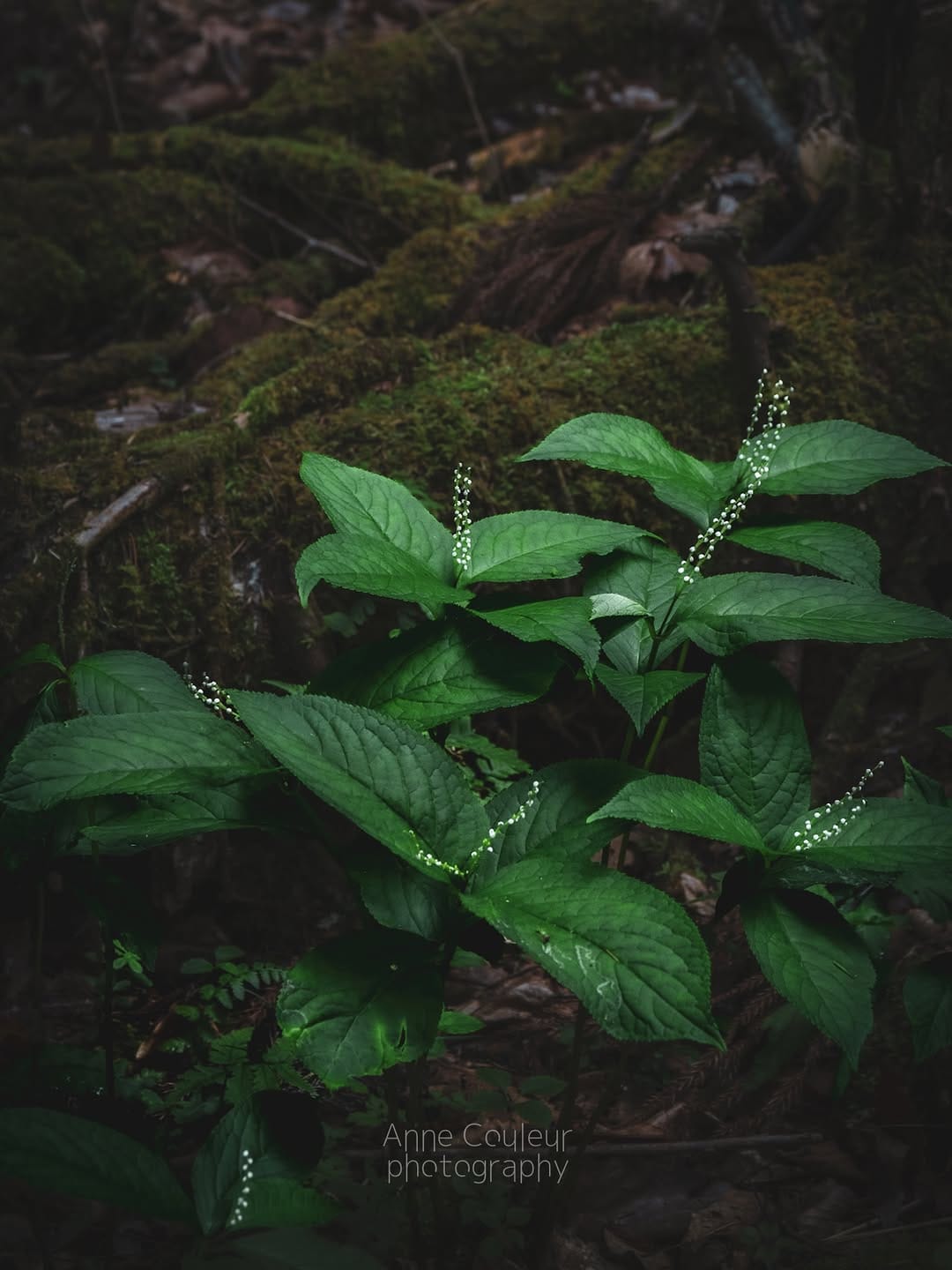 Post 4 by あらいあん＊写真を撮る人（元an11111） on Instagram (image)