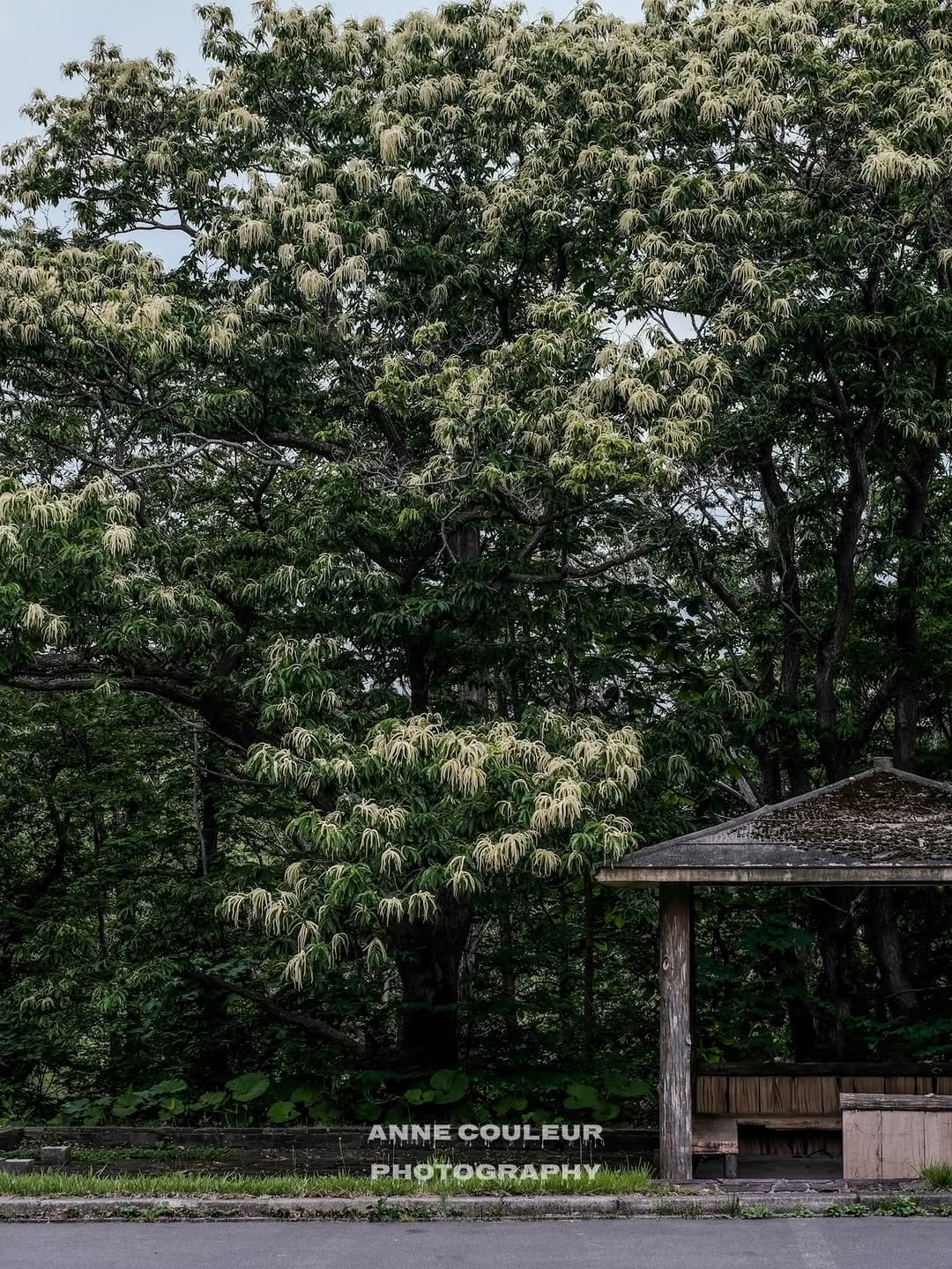 Post 2 by あらいあん＊写真を撮る人（元an11111） on Instagram (carousel)