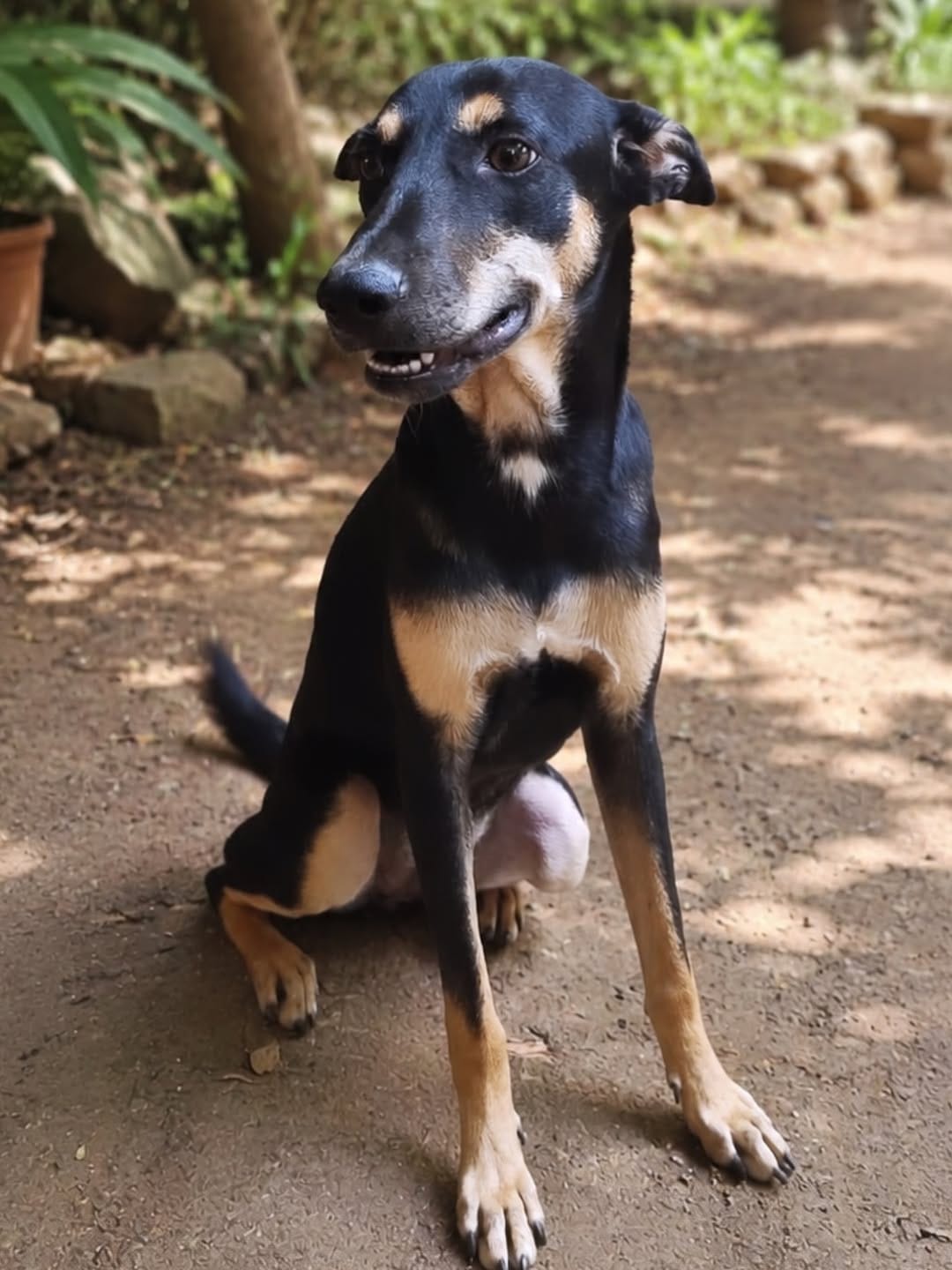 Post 3 by Dogs Of Madras on Instagram (carousel)