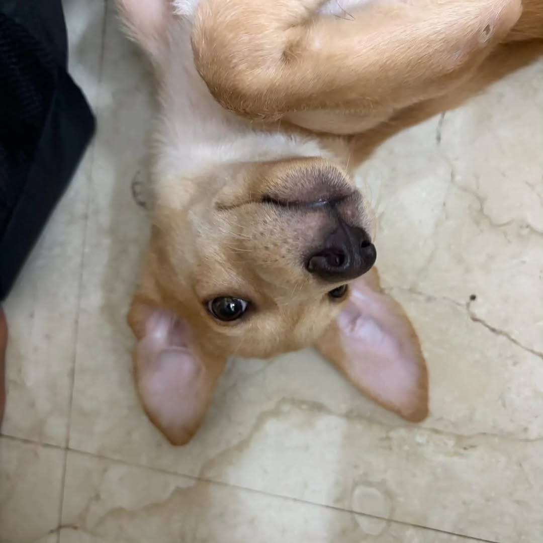 Post 7 by Dogs Of Madras on Instagram (carousel)
