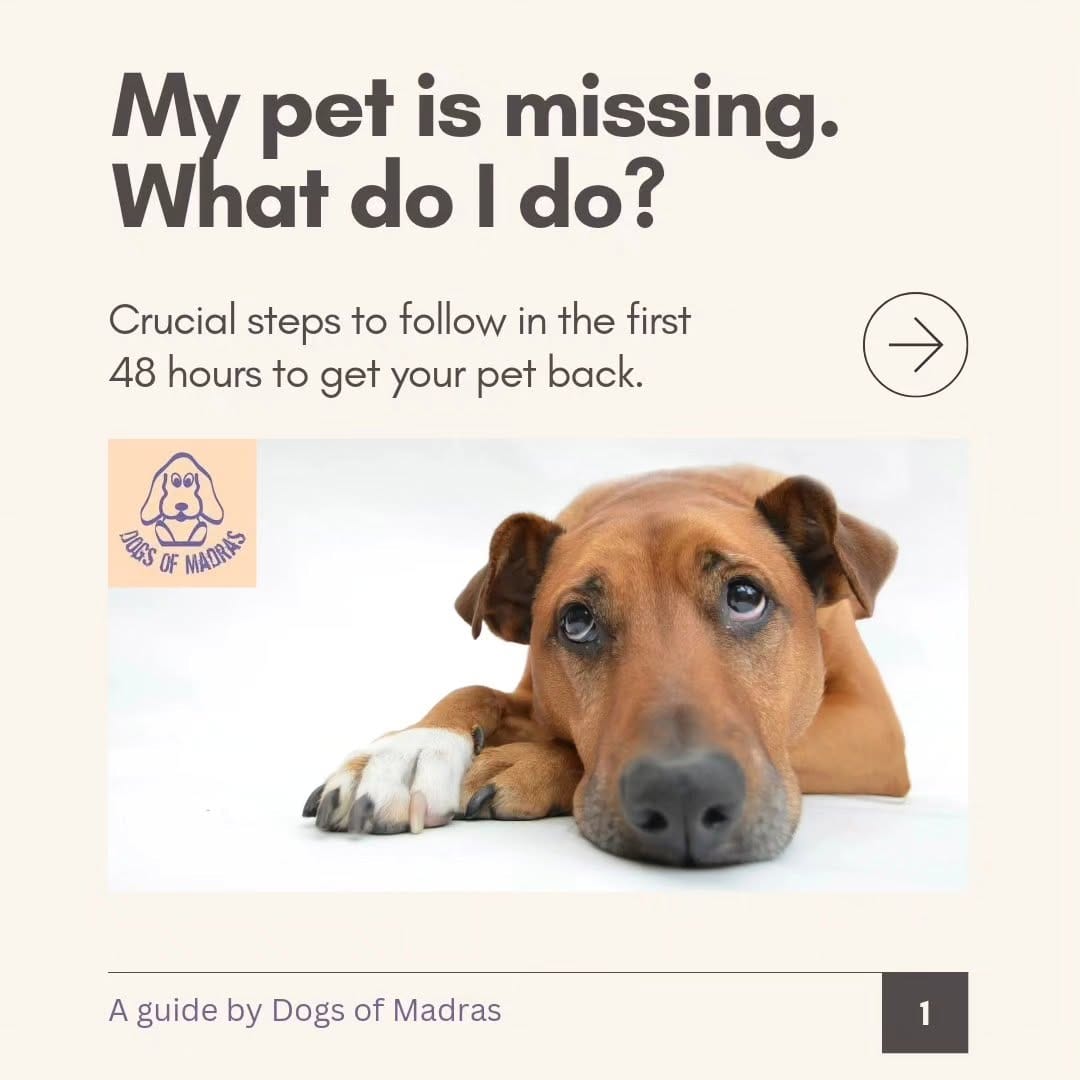 Post 9 by Dogs Of Madras on Instagram (carousel)